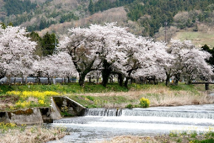 　田舎道の桜_d0140806_10134727.jpg