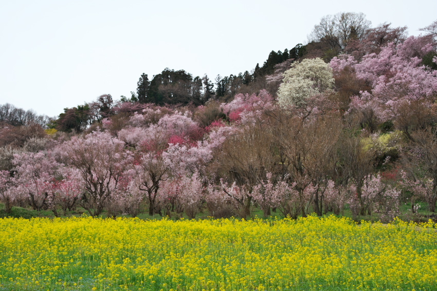 福島市　花見山の春1_a0263109_19262110.jpg