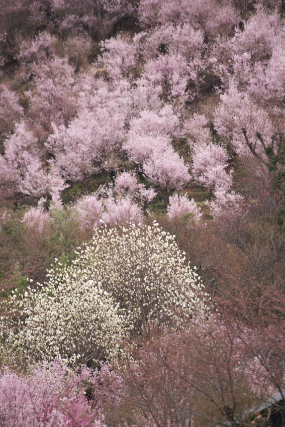 福島市　花見山の春1_a0263109_19272267.jpg