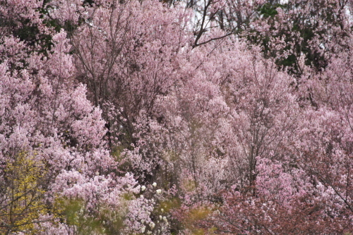 福島市　花見山の春1_a0263109_19272447.jpg