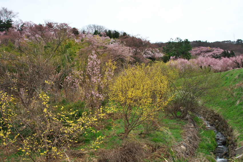 福島市　花見山の春1_a0263109_19272483.jpg