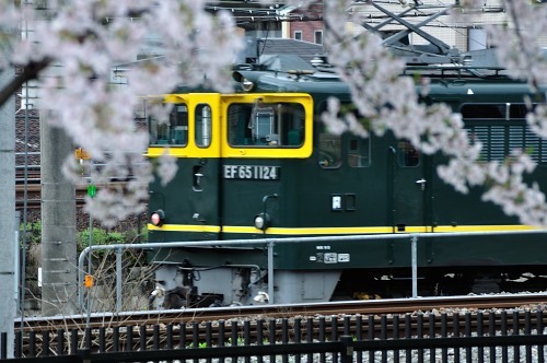 梅小路公園にて桜鉄　_d0098810_21471400.jpg