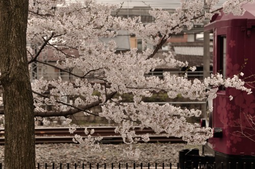 梅小路公園にて桜鉄　_d0098810_21521199.jpg