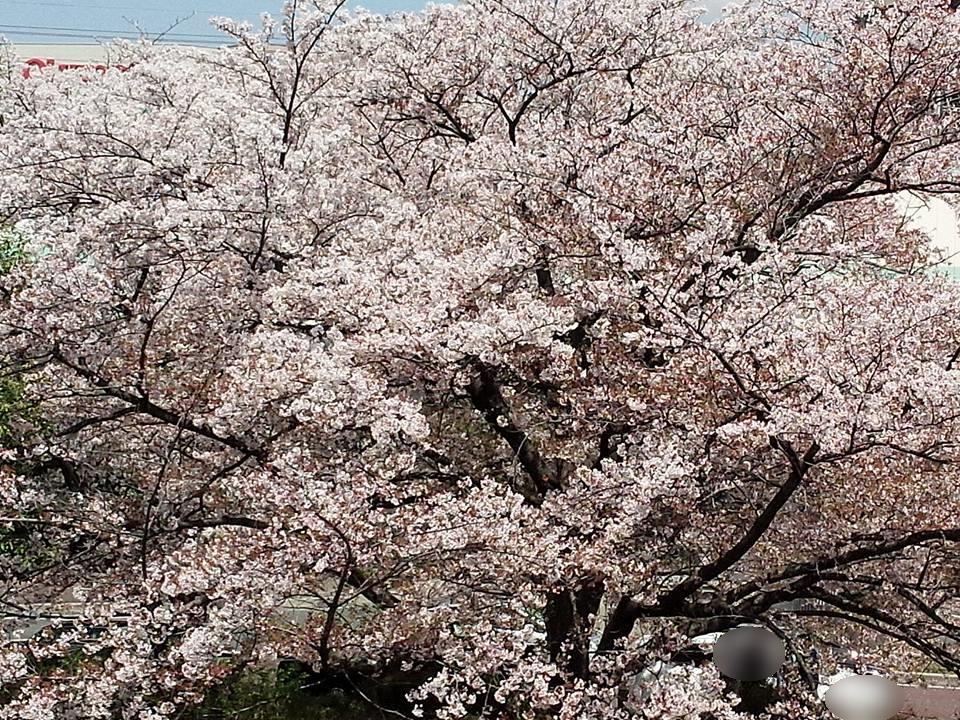 桜のパワーは，お肌を応援(^^)/_a0087512_03718.jpg