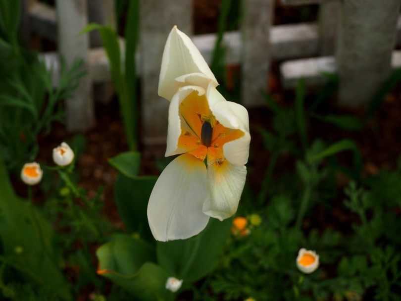 散歩道に咲く春の花　2017/04/15_d0048812_10322606.jpg