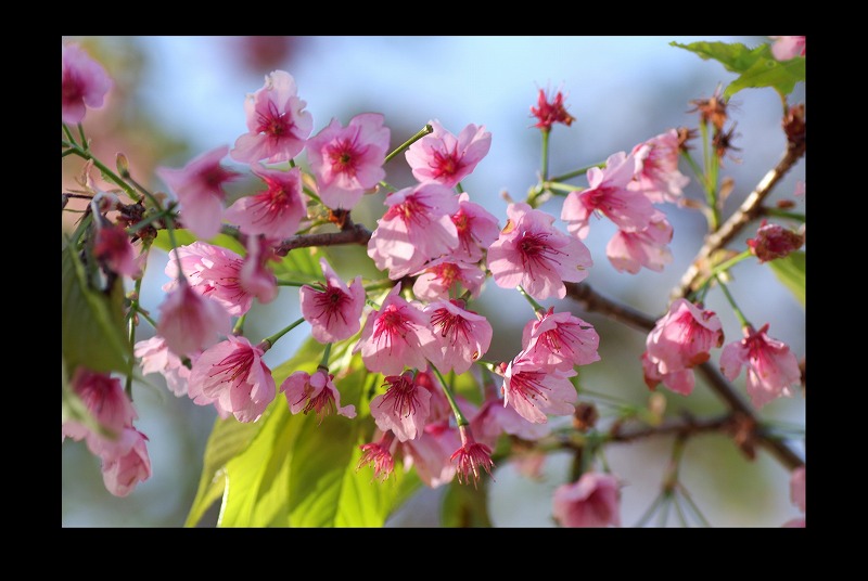 緋寒桜やら_d0147812_2131370.jpg