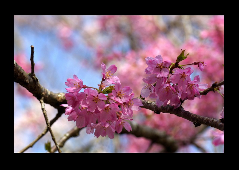 緋寒桜やら_d0147812_2135013.jpg