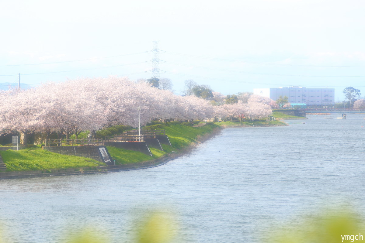 幸手・桜まつり？_f0157812_13375834.jpg