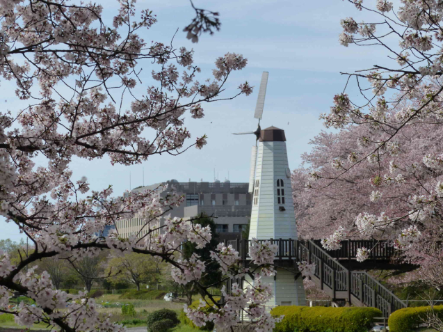 SAKURA2017 part3_f0296312_06345788.jpg