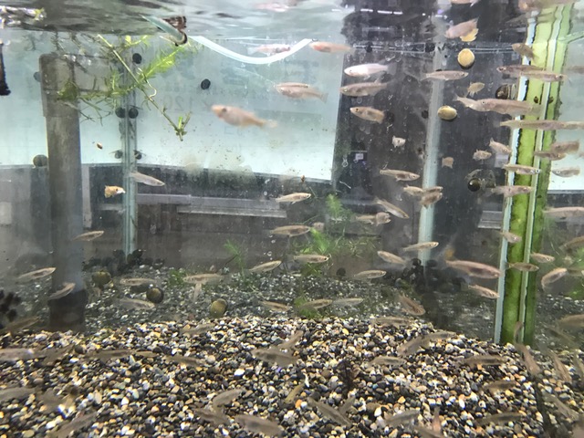 メダカの学校_d0130714_19245923.jpg
