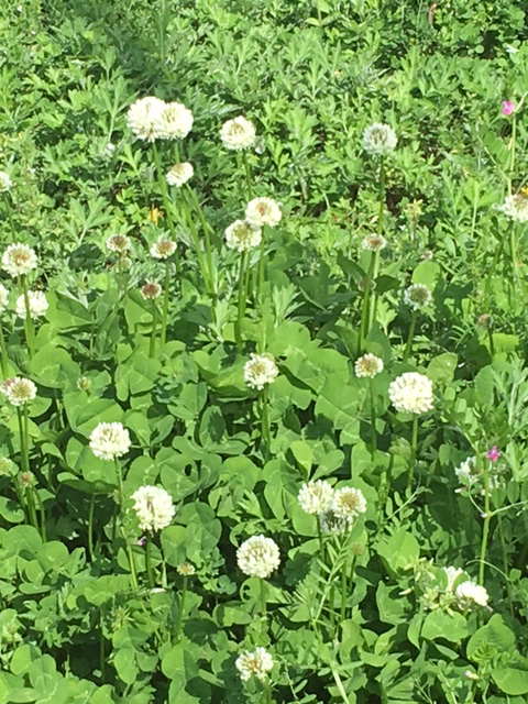 町内会費と近所の公園と夏商品いろいろといただきものとひよこぎっしり画像_f0369914_20121798.jpg