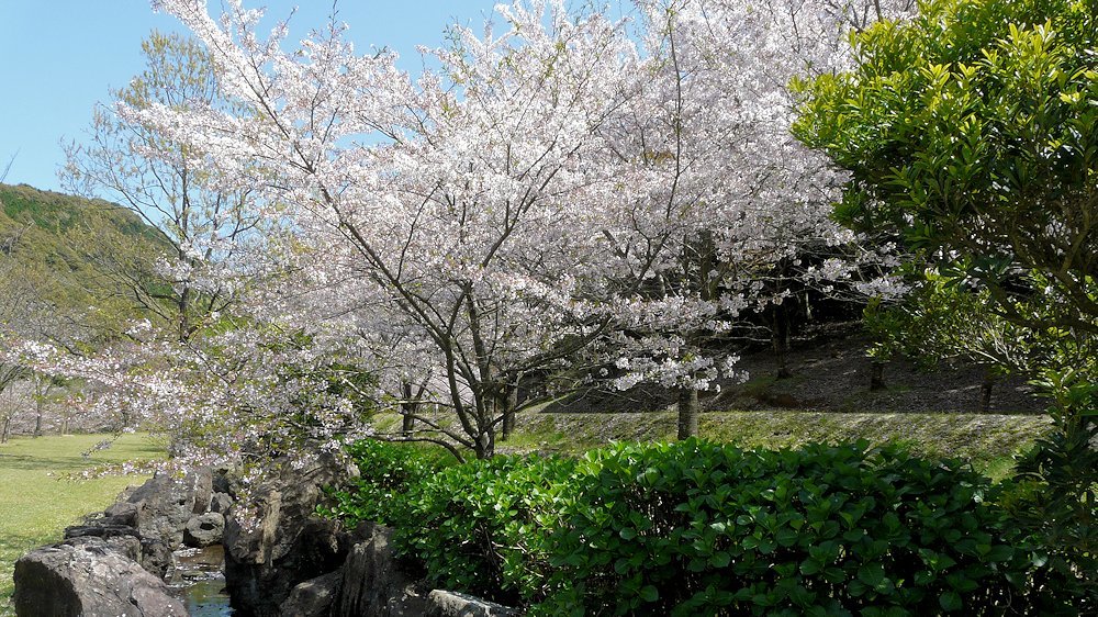 　　　　一気に暖かくなりました～　　　―4月16日－_a0041615_09171360.jpg