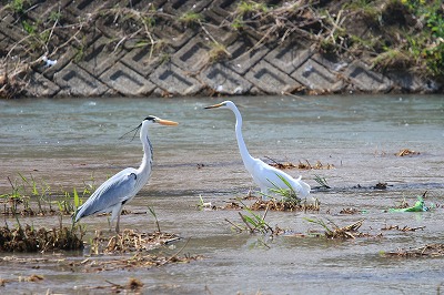 相川水辺公園のアオサギ_f0234316_21513282.jpg