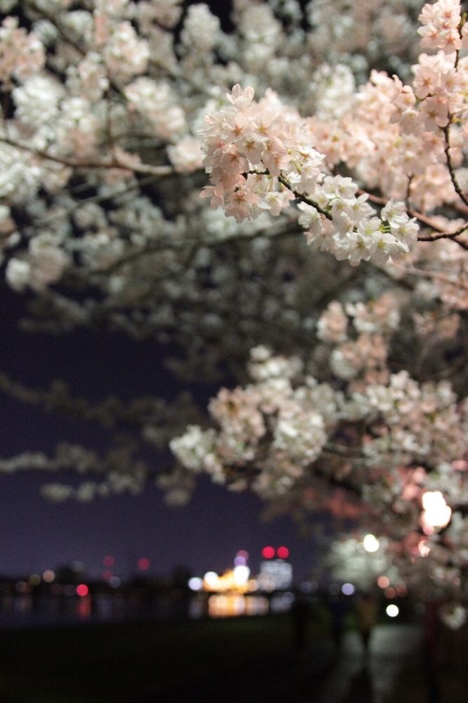 夜桜お花見してきました_a0309917_09563812.jpg