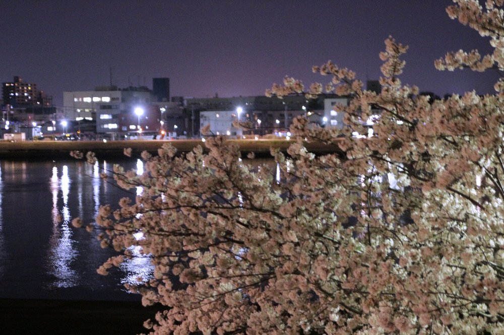 夜桜お花見してきました_a0309917_09571976.jpg