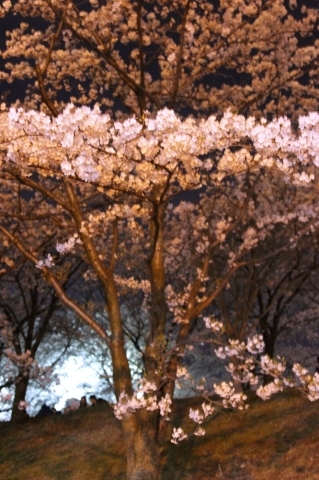 夜桜お花見してきました_a0309917_09583235.jpg