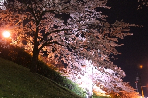 夜桜お花見してきました_a0309917_09590870.jpg