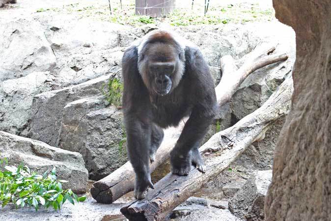 上野動物園　ニシローランドゴリラ「モモコ」さん妊娠！！_b0355317_12025159.jpg