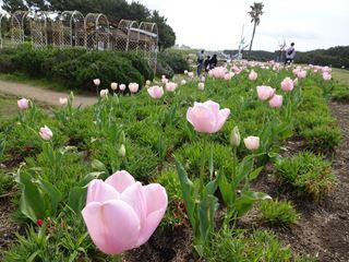 わんことお散歩＠辻堂海浜公園_e0205917_14053335.jpg