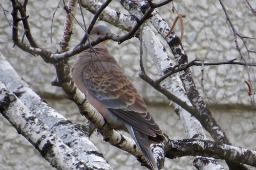 松本城の桜は、、、_a0353718_18430262.jpg