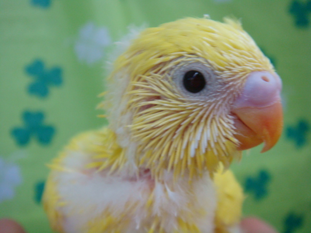 170415 うさぎ・ハリネズミ・インコ・フィンチ・ハムスター_f0189122_15154708.jpg