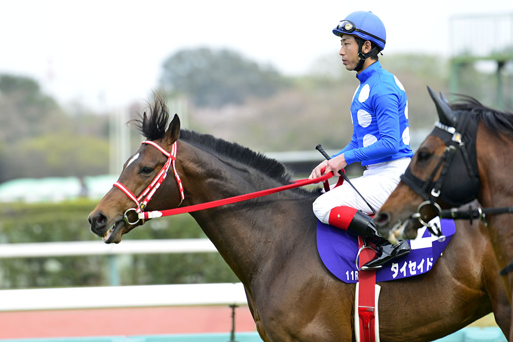 2017.4.15 中山競馬場☆中山GJ☆タイセイドリーム【Thoroughbred】_f0250322_21404169.jpg