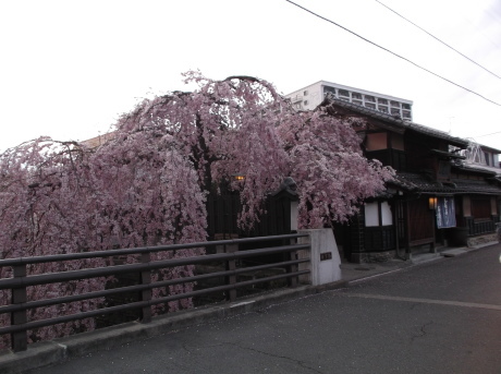仙台の桜　そして夜桜_d0250123_20134431.jpg