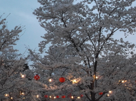 仙台の桜　そして夜桜_d0250123_20142479.jpg