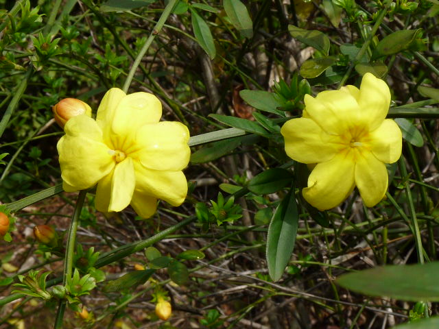 高尾山自然公園観察会開催_f0200123_1011024.jpg