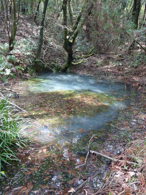 高尾山自然公園観察会開催_f0200123_10465886.jpg