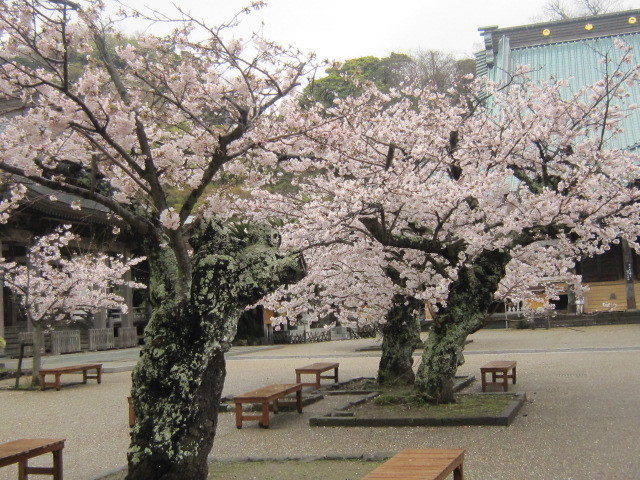 2017お花見模様 鎌倉山 港南台 さくら広場 My Favorite Space 2017お花見模様 鎌倉山 港南台 さくら広場 My Favorite Space