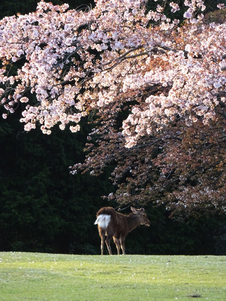 飛火野で桜と鹿を見た　2017/04/15_e0192725_19021585.jpg