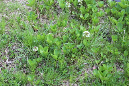 神代植物園_b0334228_11495747.jpg