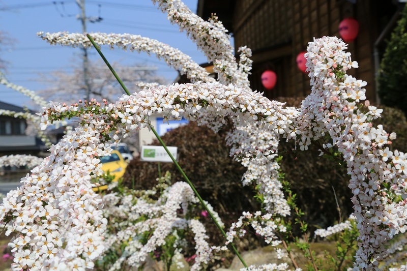 ヤマザクラとユキヤナギ_f0076731_13162695.jpg