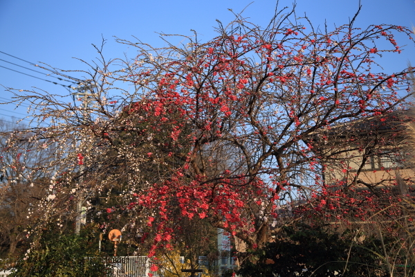 １７年桜紀行３．北本自然観察公園その１_f0229832_22462239.jpg