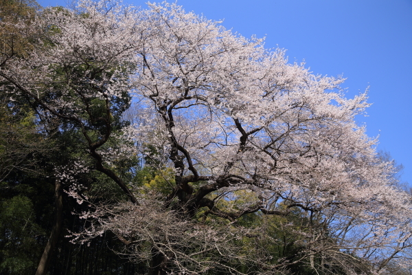 １７年桜紀行３．北本自然観察公園その１_f0229832_22484698.jpg