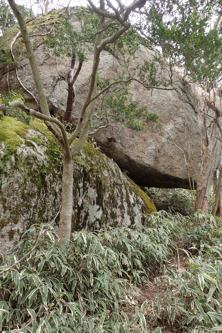 △　信楽の最高峰　笹ヶ岳　△_f0348933_19415663.jpg