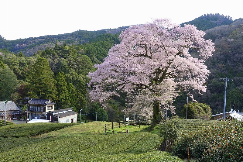 桜巡り・みずめの桜_f0327034_21171971.jpg