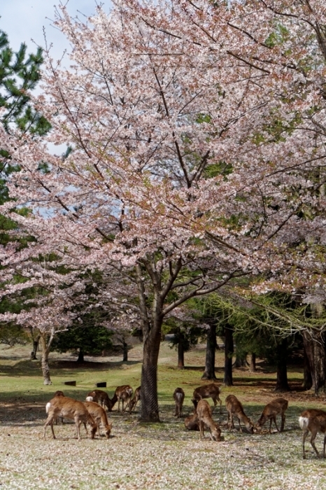 奈良公園の桜　その２_f0274536_22463214.jpg