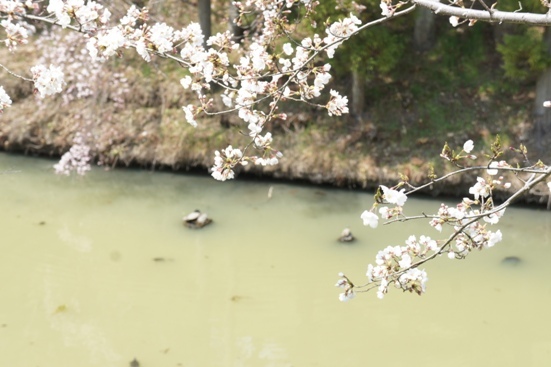 上田城跡の千本桜祭りへ出陣　その２_f0368538_17113549.jpg