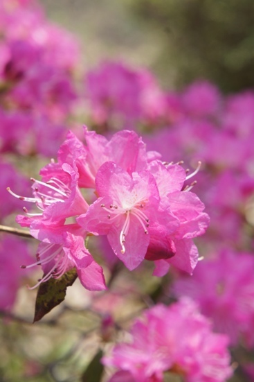 上田城跡の千本桜祭りへ出陣　その２_f0368538_17150442.jpg