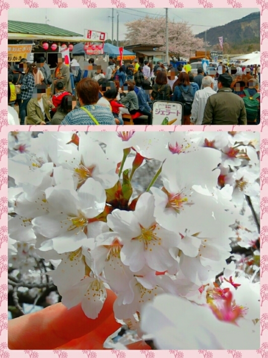 武川 実相寺  桜と水仙のコラボレーション_a0328140_23081476.jpg