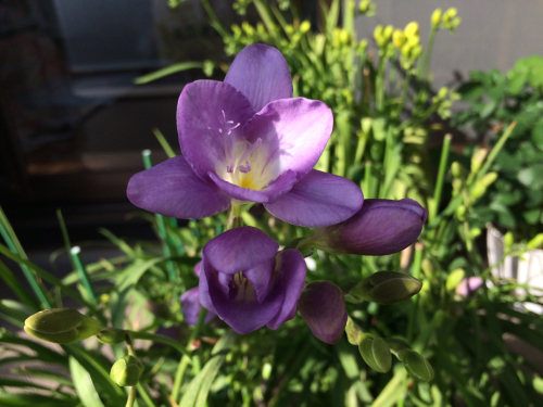 紫のフリージア開花 Wide Open