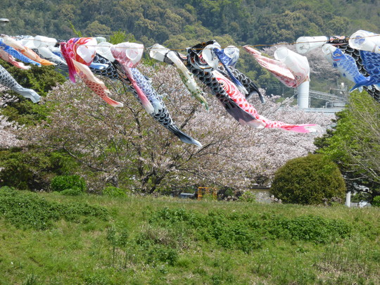 出水市～米ノ津川_a0052746_15493193.jpg