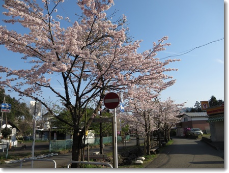 待ちかねた晴れ、されど風強し_c0147448_125340.jpg
