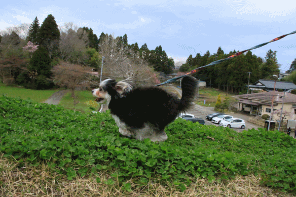 c0145250_14101628.gif