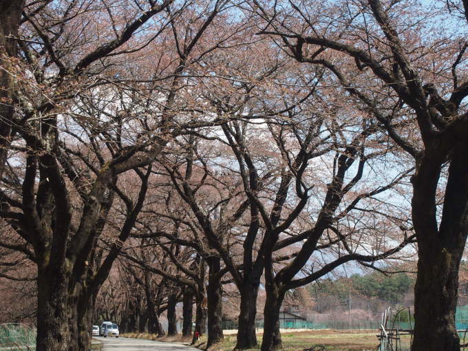 桜を追いかけて２０１７　　北杜へ_b0268454_21013435.jpg