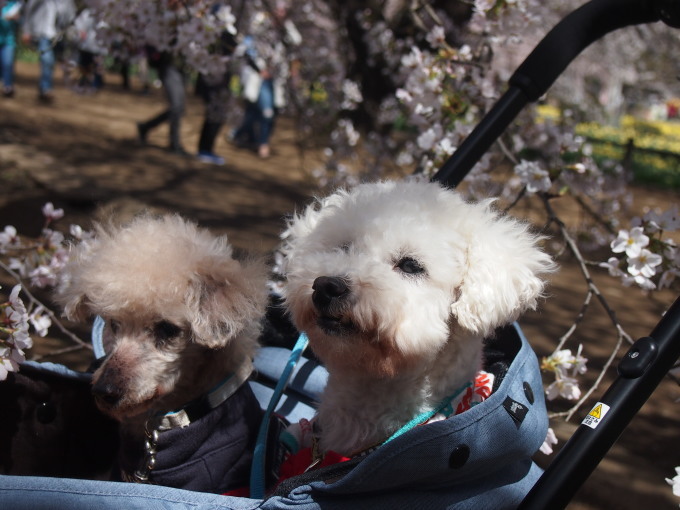 桜を追いかけて２０１７　　北杜へ_b0268454_22031790.jpg