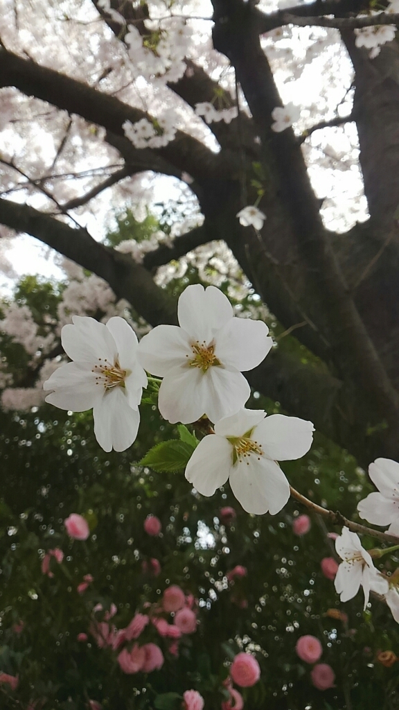 さくら_c0357454_19263759.jpg