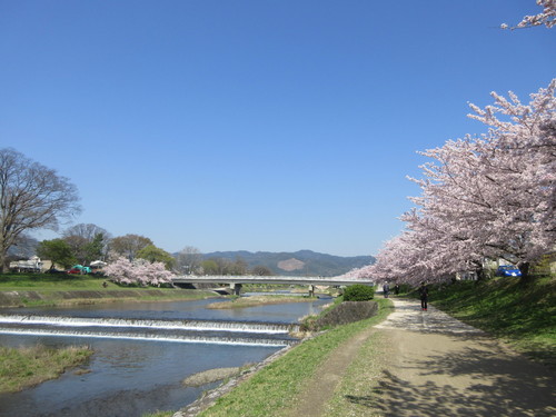 2017年4月13日　上賀茂神社の桜　鴨川沿いの桜　祇園の桜　　　　　　　　高台寺の桜　清水寺の桜_e0245655_2423851.jpg